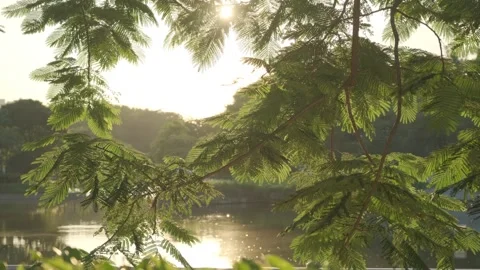 Cinematic B-roll: Backlit Foliage and Lake Reflecting the Warm Sunset Glow Stock Footage 318179206