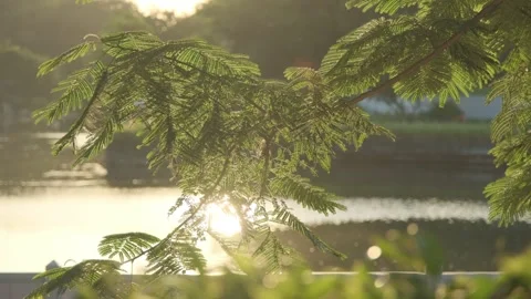 Cinematic B-roll: Backlit Foliage and Lake Reflecting the Warm Sunset Glow 스톡 동영상 318179208