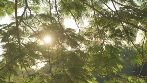 Cinematic B-roll: Backlit Foliage and Lake Reflecting the Warm Sunset Glow Stock Footage 318179968