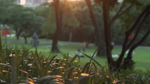 Cinematic B-roll: Backlit Plant Leaves Reflecting Warm Sunset Light Stock Footage 318178153