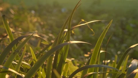 Cinematic B-roll: Backlit Plant Leaves Reflecting Warm Sunset Light Stock Footage 318179902