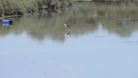 Cinematic b-roll black winged stilt bird in the water Video stock 241078008