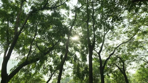 Cinematic B-roll: Flickering Sunbeams Through Forest Trees in Afternoon Park 스톡 동영상 319399770