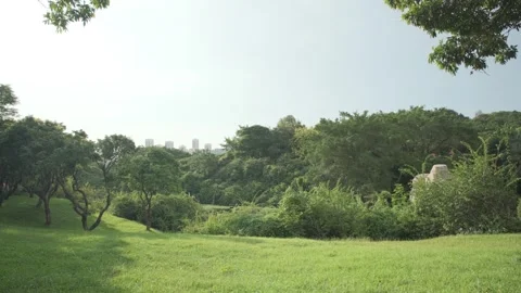 Cinematic B-roll: Forest Canopy and Distant City Skyline with Shimmering Light Stock Footage 318310576
