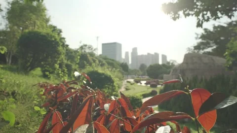 Cinematic B-roll: Forest Canopy and Distant City Skyline with Shimmering Light Видео 318310578
