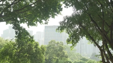 Cinematic B-roll: Forest Canopy and Distant City Skyline with Shimmering Light Stock-Footage 318312995