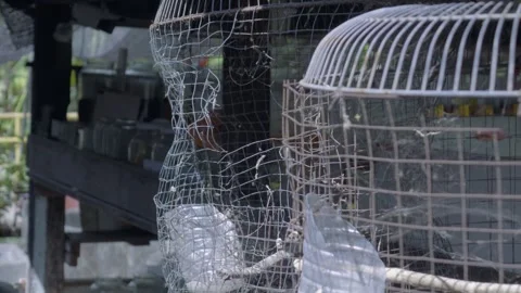 Cinematic B-Roll: Torn Metal Mesh Texture in Southeast Asian Backyard Atmosphere Video stock 335616006