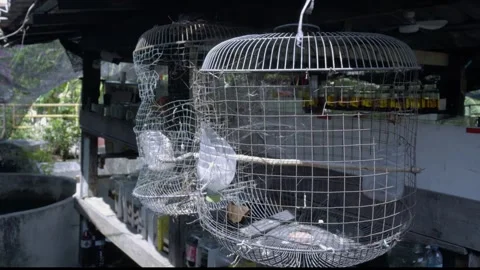 Cinematic B-Roll: Two Weathered Birdcages in Southeast Asian Backyard Atmosphere Video stock 335616000