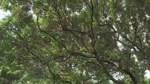 Cinematic B-roll: Upward View of Backlit Tree Canopy with Shimmering Leaves Stock Footage 318310580