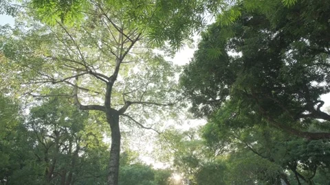Cinematic B-roll: Upward View of Backlit Tree Canopy with Shimmering Leaves Stock Footage 318313348
