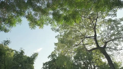 Cinematic B-roll: Upward View of Backlit Tree Canopy with Shimmering Leaves 스톡 동영상 318313357