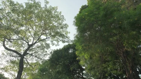 Cinematic B-roll: Upward View of Backlit Tree Canopy with Shimmering Leaves Stock Footage 318314211