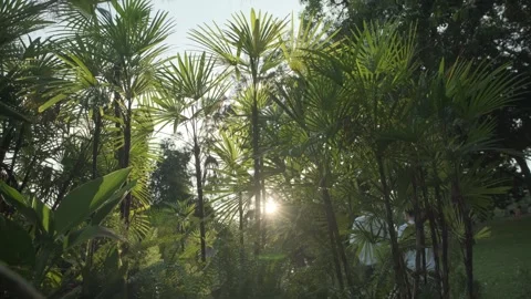Cinematic B-roll: Upward View of Backlit Tree Canopy with Shimmering Leaves Stock Footage 318314407