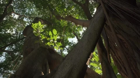 Cinematic B-roll: Upward View of Backlit Forest Canopy with Shimmering Leaves 스톡 동영상 318314410