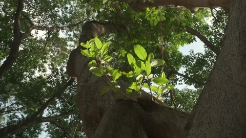 Cinematic B-roll: Upward View of Backlit Forest Canopy with Shimmering Leaves Stock Footage 318314791