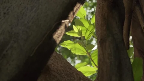 Cinematic B-roll: Upward View of Backlit Forest Canopy with Shimmering Leaves Stock Footage 318332437