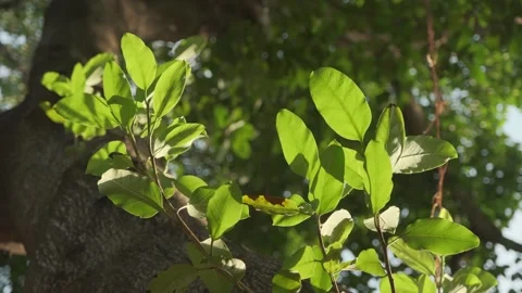 Cinematic B-roll: Upward View of Backlit Forest Canopy with Shimmering Leaves Stock Footage 318332438
