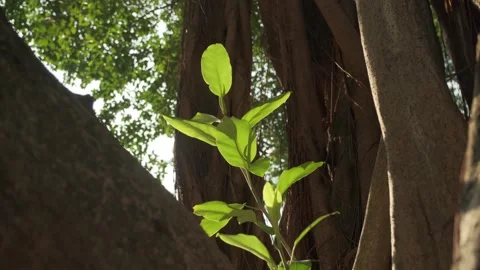 Cinematic B-roll: Upward View of Backlit Forest Canopy with Shimmering Leaves Stock-Footage 318332474