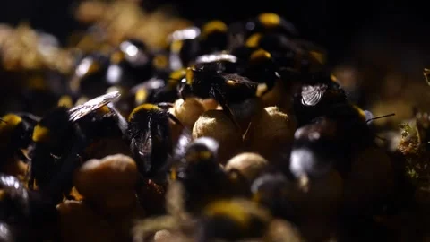 Cinematic Backlit Bumblebee Nest – 4K Footage (Bombus terrestris) Stock-Footage 320671696