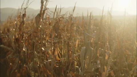 Cinematic Backlit Cornfield at Sunset, Strong Wind [4K] Video stock 329533785