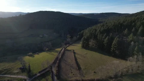 Cinematic Backlit Drone Orbit Over French Forest Path in Roannaise Stock Footage 315414473