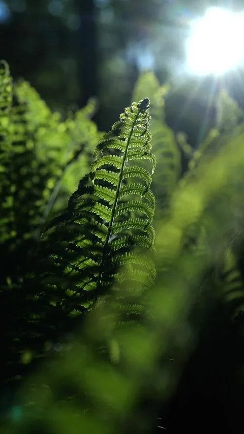 Cinematic Backlit Ferns in Forest – Vertical Nature Video Video stock 308166136