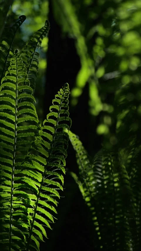 Cinematic Backlit Ferns in Forest – Vertical Nature Video Stock Footage 308166350