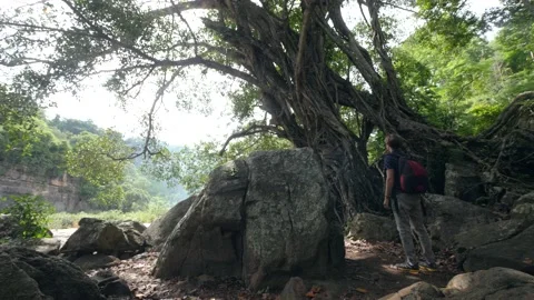 Cinematic of backpacker man walking in the jungle with old big tree and rocks. Stock Footage 144084786