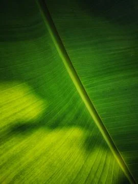 Cinematic banana leaf texture with dramatic shadows. Stock Photos