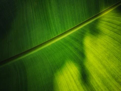 Cinematic banana leaf texture with dramatic shadows. Stock Photos