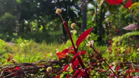 Cinematic banana tree leaf Video stock 239858178