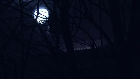 Cinematic Bats Flying In Front Of Moon And Trees At Night, 4K Halloween Vídeo Stock 88397479