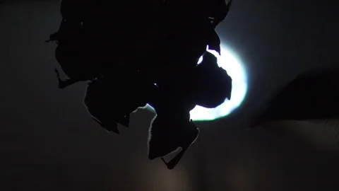 Cinematic Bats Flying In Front Of Moon At Night, 4K Halloween Silhouette Stock Footage 109425707