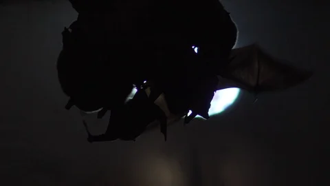 Cinematic Bats Flying In Front Of Moon At Night, 4K Halloween Silhouette Vídeo Stock 109845704