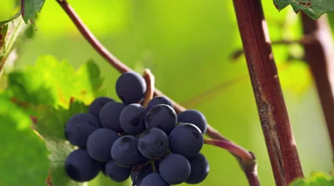 Cinematic Beautiful Grapes Vineyard in Tuscany, Italy 4K Stock Video Footage 動画素材 50226653