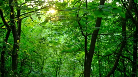 Cinematic, beautiful view of the forest in the sunset rays Stock Footage 278358353