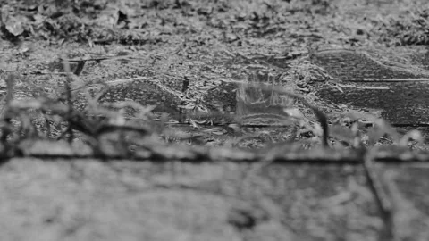 Cinematic black and white footage highlighting heavy rain and detailed raindr Stock Footage 346296053