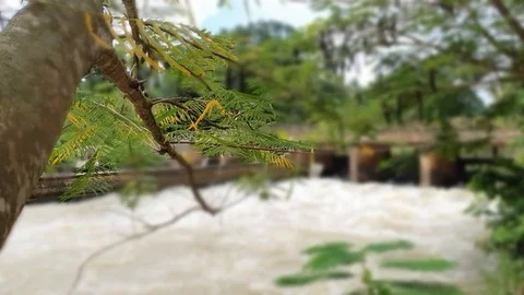 Cinematic bokeh video of tree branch against the backdrop of  river in India Stock Footage 121735546