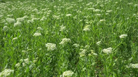 Cinematic bottom perspective of vibrant green grass  Stock Footage 336197474