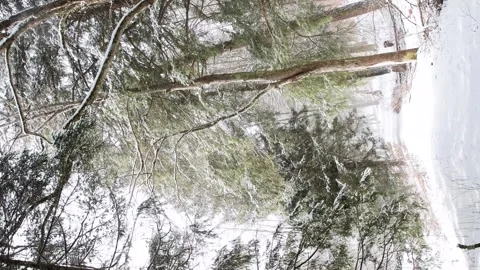 Cinematic bright light winter forest snow day, cold weather hand held verti.. Stock Footage 262000882