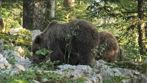 Cinematic Brown Bear Mother with Two Growing Cubs – 8K Nature Scene Stock-Footage 321509048