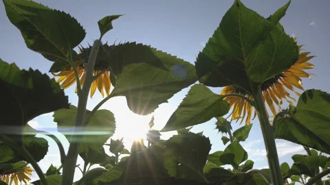 Cinematic camera journey beneath tall sunflowers and green leaves with warm... Vidéo 342729531
