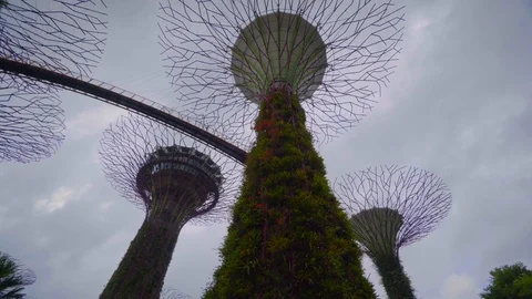 Cinematic camera movement, low angle view of supertree garden Video stock 116554169