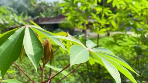 Cinematic Cassava Leaves Gently Swaying in the Wind Stock Footage 325255553