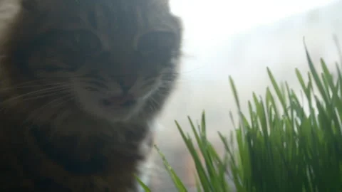Cinematic, cat eats grass micro greens wheat and oats Video stock 312399063