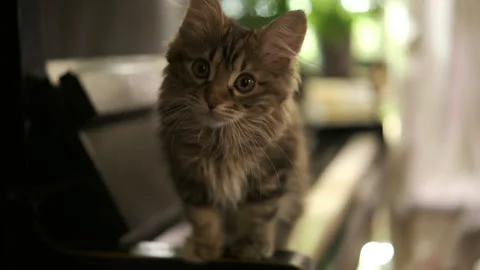 Cinematic, cat looks at camera. kitty sits on vintage old piano Stock Footage 265674749