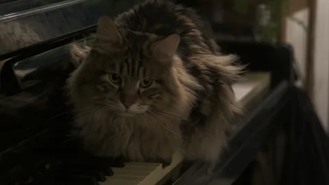 Cinematic, cat sits on keys, interior old vintage piano Video stock 284432212