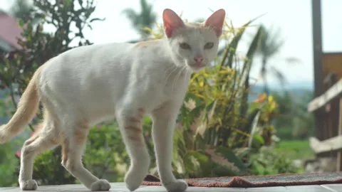 Cinematic cat walking Stock Footage 282970212