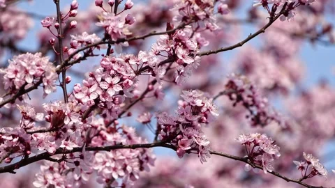 Cinematic Cherry Blossoms – Soft Focus Background 4K Spring Nature 스톡 동영상 320189612