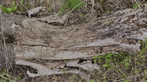 Cinematic close-up of an ancient fallen tree trunk, heavily weathered Stock Footage 334916927